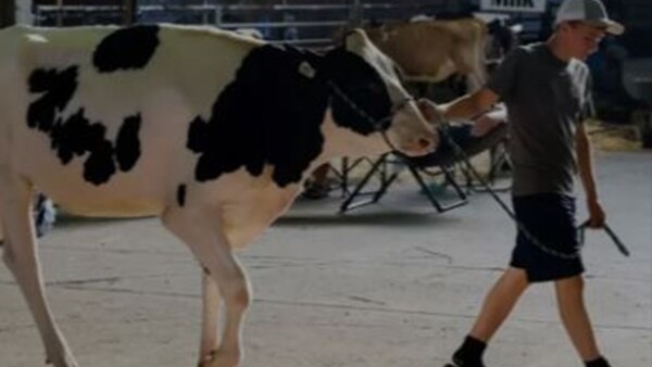 EEUU detecta su primer caso humano de gripe aviar transmitido por una vaca lechera