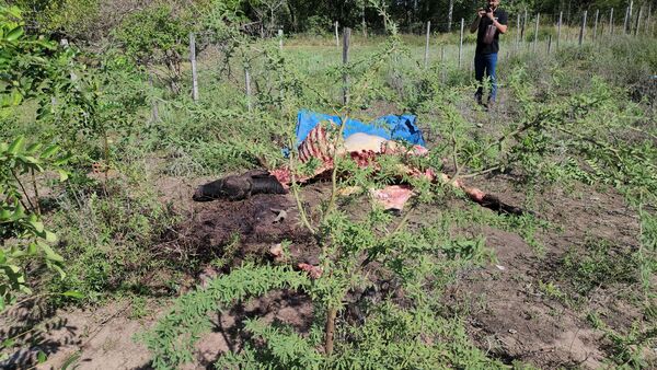 Hecho de abigeato en la zona de Aquino-cue, Concepción