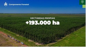 Paracel apunta a desarrollar industria forestal con proyección de generar unos 40.000 empleos en Paraguay - .::Agencia IP::.