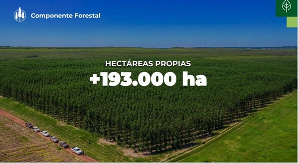 Paracel apunta a desarrollar industria forestal con proyección de generar unos 40.000 empleos en Paraguay - .::Agencia IP::.