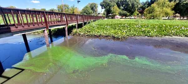Bajos niveles del lago Ypacaraí generaron la floración de cianobacterias, según técnicos - Megacadena - Diario Digital