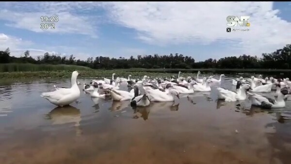 Murieron varios patos en Ñu Guasu - SNT
