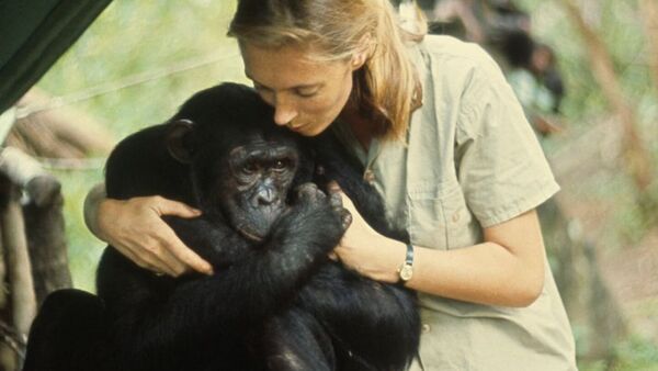 Jane Goodall, 90 años estudiando a los chimpancés para entender mejor al ser humano