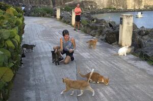 La presencia de los icónicos gatos del Viejo San Juan pende de un hilo - Mascotas - ABC Color