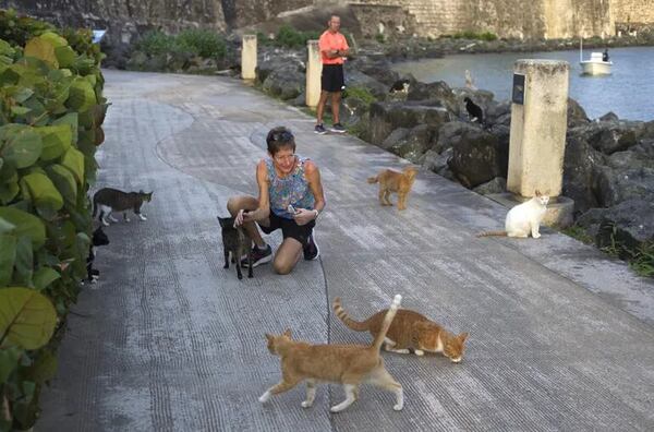 La presencia de los icónicos gatos del Viejo San Juan pende de un hilo - Mascotas - ABC Color