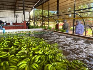 Se realizó envío de la primera carga de banana para exportación al mercado de Chile - .::Agencia IP::.