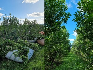 Cosecha de Yerba Mate iniciará en mayo con estimación de producción total de 45.000 toneladas - MarketData