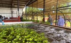 Envían primera carga de banana para exportación al mercado de Chile