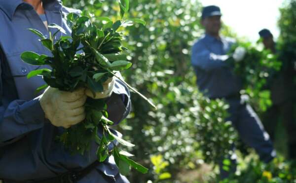 Esperan cosecha de 45.000 toneladas de yerba mate en mayo - La Tribuna