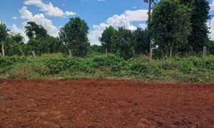 Imputan a productor brasileño por supuestas fumigaciones irregulares