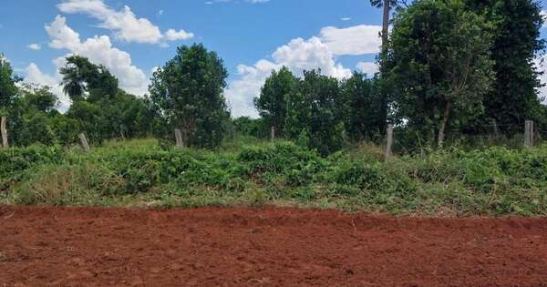 Diario HOY | Imputan a productor brasileño por supuestas fumigaciones irregulares