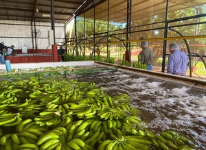 Paraguay exporta primera carga de banana al mercado chileno desde San Pedro