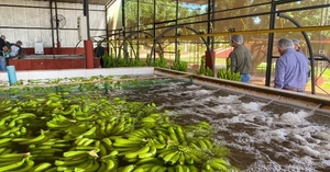  Paraguay exportó su primera carga de bananas al mercado chileno
