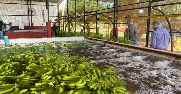 Paraguay exportó su primera carga de bananas al mercado chileno