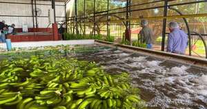 Diario HOY | Paraguay concreta primer envío de banana nacional a Chile