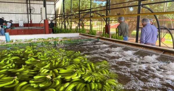 Diario HOY | Paraguay concreta primer envío de banana nacional a Chile