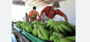 Los chilenos van a comer la excelente banana paraguaya