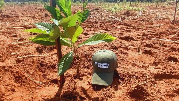 Más verde: A Todo Pulmón cumple 15 años con más de 10.000 hectáreas plantadas