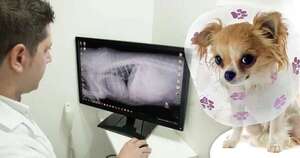 La importancia de la radiografía veterinaria - Mascotas - ABC Color