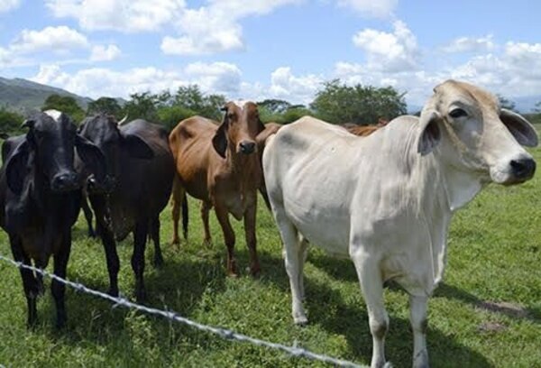 Denuncian faltante de 36 animales vacunos en un establecimiento ganadero - Radio Imperio 106.7 FM