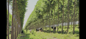 Exitoso proyecto forestal con apoyo de FECOPROD