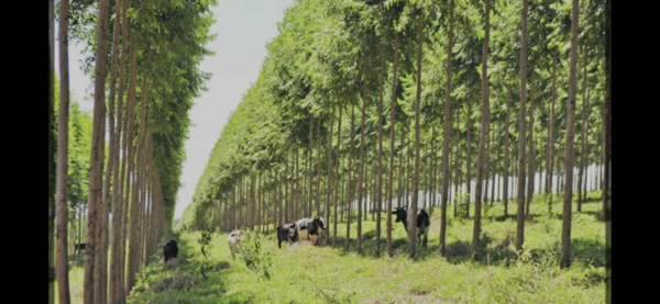 Exitoso proyecto forestal con apoyo de FECOPROD