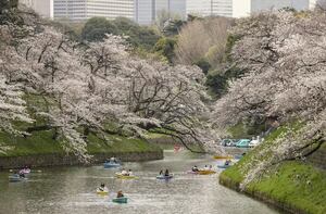 Mágico espectáculo del cerezo en Japón - Viajes - ABC Color
