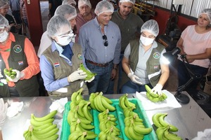 Paraguay concreta primer envío de banana al mercado chileno - MarketData