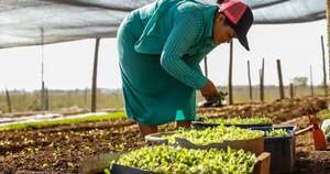 La Nación / Productores alistan parcelas para integrar rubros con biotecnología