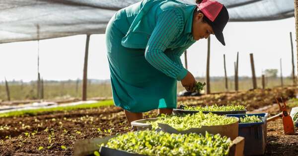 La Nación / Productores alistan parcelas para integrar rubros con biotecnología