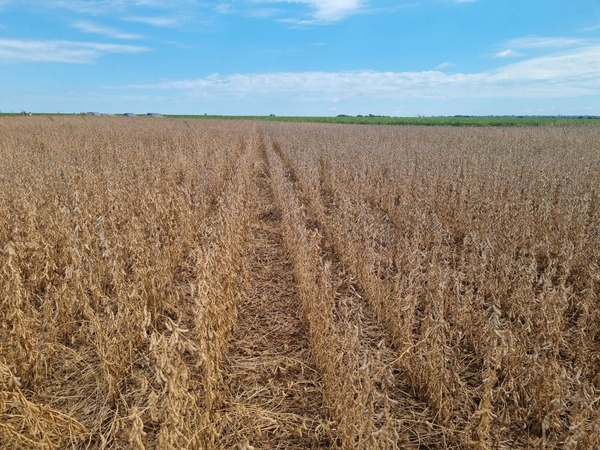 Proyecciones climáticas preocupa a productores