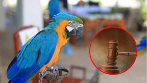 Un hombre estaba jugando con su pajarito y gracias a ello pilló que su mujer se metía con otro