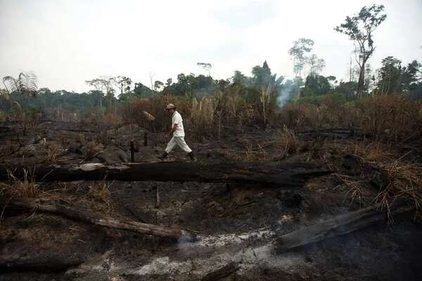 Aunque hubo progresos en Brasil, la deforestación mundial se mantiene “obstinadamente” alta - Mundo - ABC Color