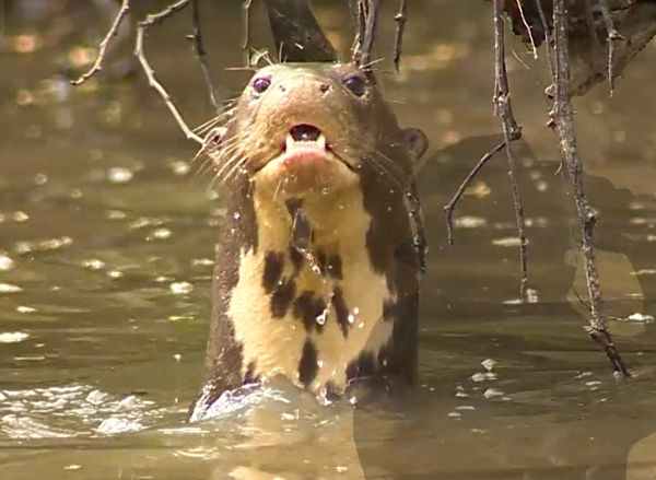 SNT Al Natural: Nutrias del pantanal - SNT