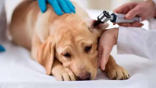 ¿Cómo se produce la otitis en los perros? - Mascotas - ABC Color
