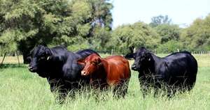 La Nación / ARP confía que Senado de EE. UU. reconocerá credibilidad del USDA