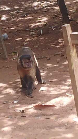 Familia en Belén bajo ataque de mono agresivo: solicitan ayuda para capturarlo