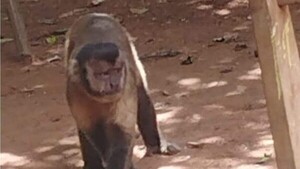 Familia pide ayuda para ahuyentar a un mono agresivo que ataca a mujeres en Belén