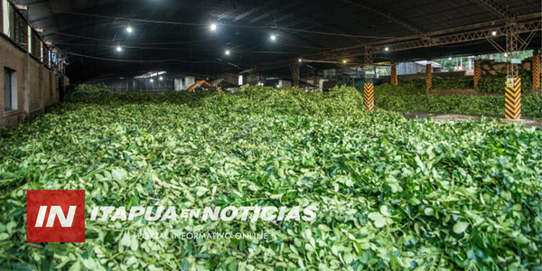 MINISTERIO Y PRODUCTORES BUSCAN PRECIO JUSTO PARA LA HOJA DE YERBA MATE - Itapúa Noticias