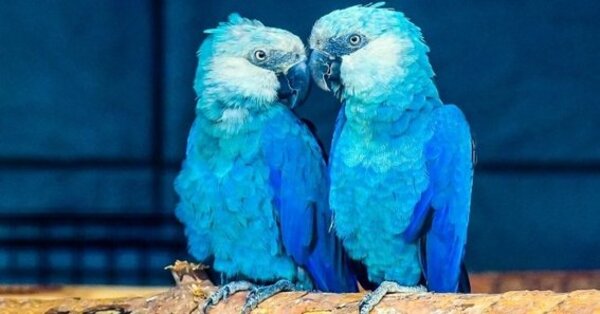 El guacamayo de ‘Río’ desaparece de la naturaleza
