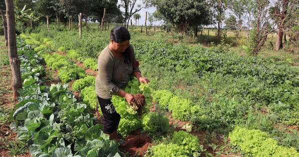 La Nación / Teko Katu: una oferta saludable de productos orgánicos campesinos