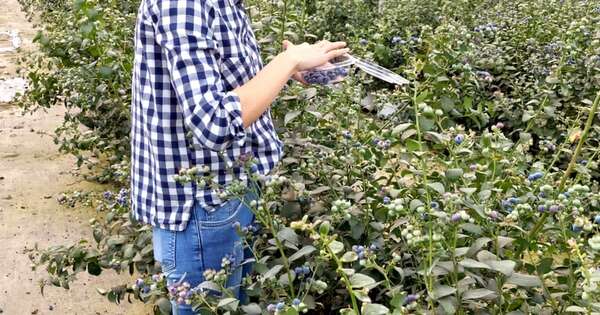 La Nación / Técnicas de cultivo in vitro de arándanos