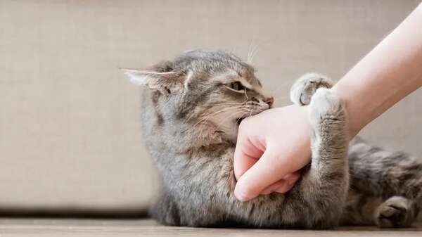 Conviviendo con un gato traicionero: consejos para entender su comportamiento - Mascotas - ABC Color