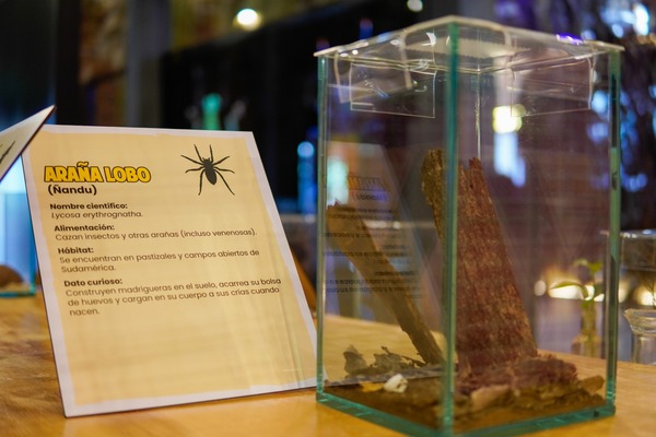 Descubre el fascinante mundo de los insectos en el MuCi durante abril - trece