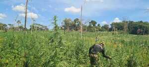 Nueva Alianza 43: SENAD y la Policía Federal del Brasil destruyeron más de 440 toneladas de marihuana en 5 días - Megacadena - Diario Digital