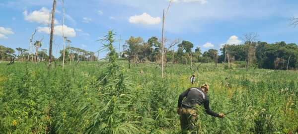 Nueva Alianza 43: SENAD y la Policía Federal del Brasil destruyeron más de 440 toneladas de marihuana en 5 días - Megacadena - Diario Digital
