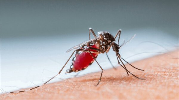 Histórico brote de dengue en Argentina: suman 161 los muertos y más de 230 mil casos
