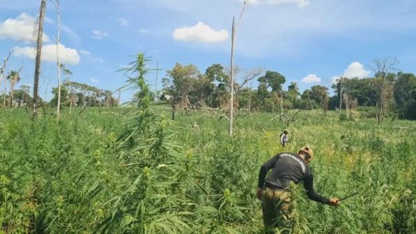 Eliminan marihuana en zonas equivalentes a 761 estadios del Defensores del Chaco