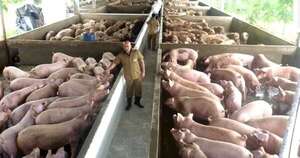 La Nación / Sector porcino apunta a la alta genética y mejor productividad