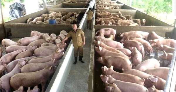 La Nación / Sector porcino apunta a la alta genética y mejor productividad